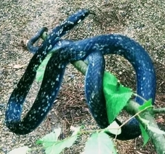 Coluber constrictor anthicus