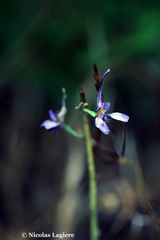 Delphinium peregrinum