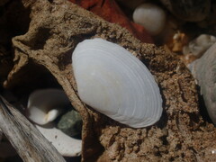 Mactrotoma antecedens