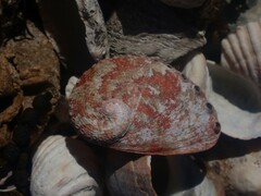 Haliotis coccoradiata