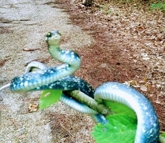 Coluber constrictor anthicus