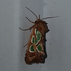 Cosmodes elegans
