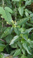 Mercurialis annua