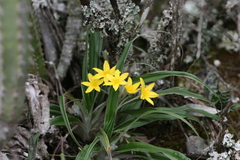 Hypoxis stellipilis
