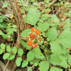 Rubus parvifolius