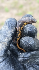 Triturus cristatus