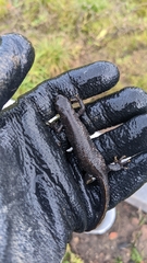 Triturus cristatus
