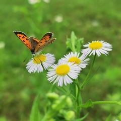 Lycaena phlaeas