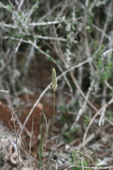 Ornithogalum juncifolium