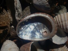 Haliotis coccoradiata