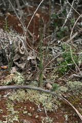 Ornithogalum juncifolium
