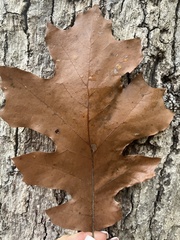 Quercus rubra