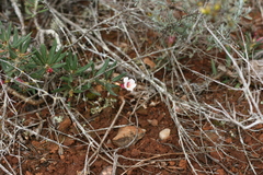 Pachypodium bispinosum
