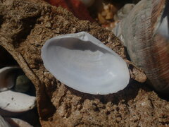 Mactrotoma antecedens