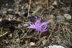 Colchicum variegatum