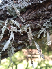 Ramalina celastri