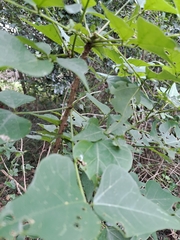 Erythrina lysistemon