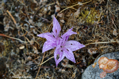 Colchicum variegatum