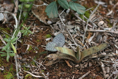 Ledebouria ensifolia