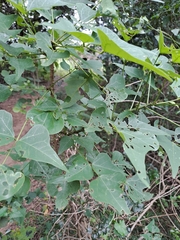 Erythrina lysistemon