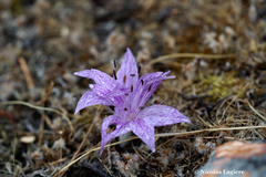 Colchicum variegatum