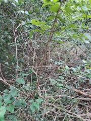 Erythrina lysistemon