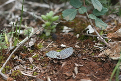 Ledebouria ensifolia