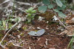 Ledebouria ensifolia