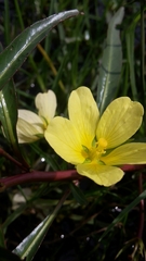 Ludwigia adscendens diffusa
