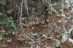 Ledebouria ensifolia