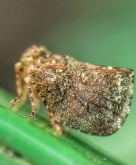 Nogodinidae