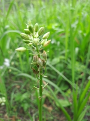 Albuca virens