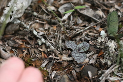 Ledebouria ensifolia