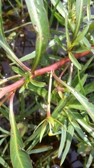 Ludwigia adscendens diffusa