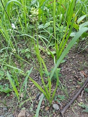 Albuca virens