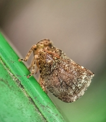 Nogodinidae