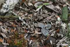 Ledebouria ensifolia