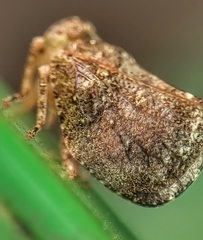 Nogodinidae