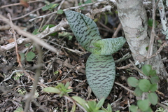 Ledebouria ensifolia