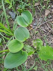 Eriospermum ornithogaloides