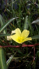Ludwigia adscendens diffusa