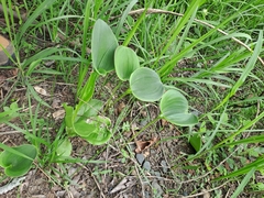 Eriospermum ornithogaloides