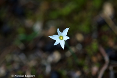 Narcissus deficiens