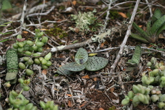 Ledebouria ensifolia