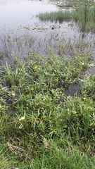 Ludwigia adscendens diffusa