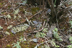 Ledebouria ensifolia