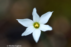 Narcissus deficiens