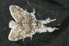 Calliteara cerigoides