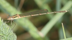 Austrolestes analis
