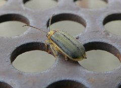 Xanthogaleruca luteola